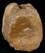 Large Edmontosaurus (Duck-Billed Dinosaur) Vertebra - Montana #13564-1